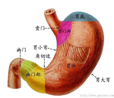 胃功能|【内脏】胃的解剖及其组织学